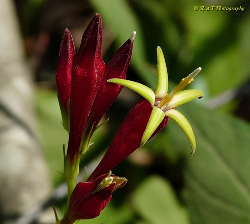 {Spigelia marilandica}